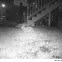 Eastern Cottontail