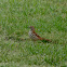 Brown Thrasher