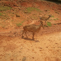 Aoudad