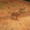 Aoudad