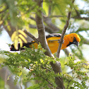 Orange Oriole