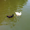 Domestic Mallards