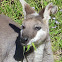 Whiptail Wallaby