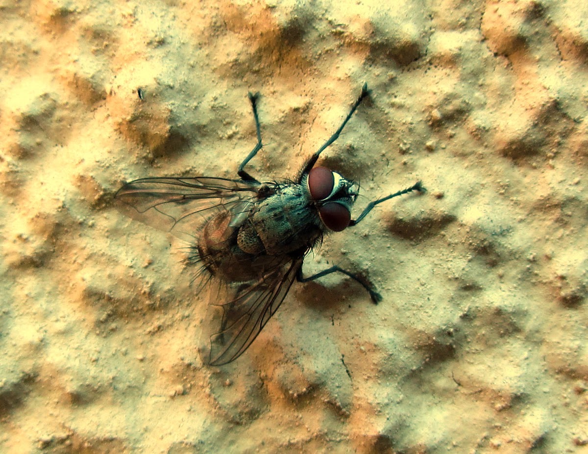 Banded Blowfly