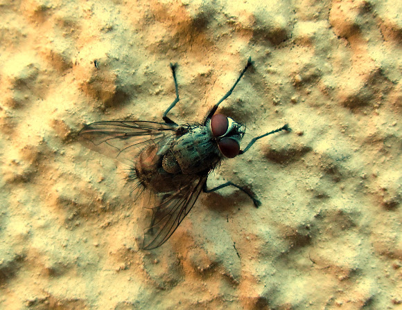 Spotting Image 1