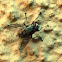 Banded Blowfly