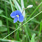 Germander Speedwell