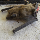 Big Brown Bat