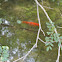 Goldfish