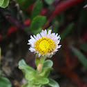 seaside daisy