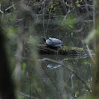 Western Pond Turtle