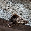 Moth