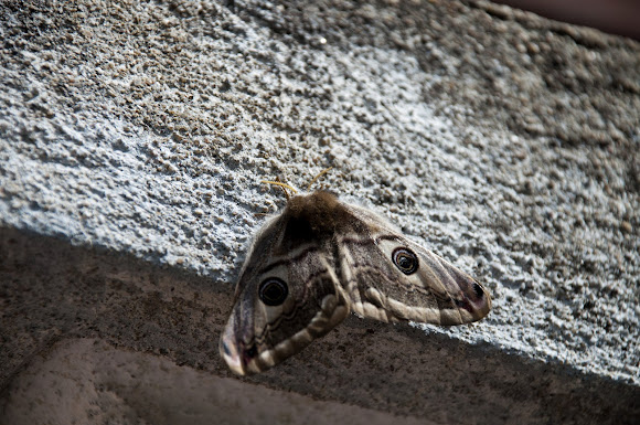 Spotting Image 1