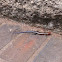 Five-lined skink