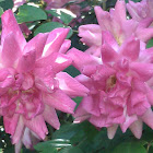 Old Blush    1752