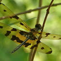 Common Picture Wing