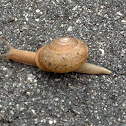 snail