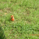 Northern cardinal (male)