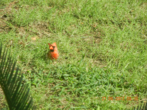 Spotting Image 1