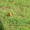Northern cardinal (male)