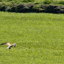 Common Kestrel