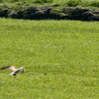 Common Kestrel
