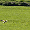 Common Kestrel
