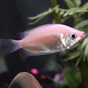 Kissing Gourami