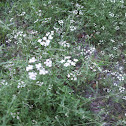 Baby breath