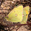 Mariposa colias, butterfly