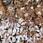 Physconia distorta