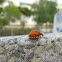 Bryony Ladybug