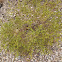 Creosote bush