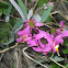 Henderson's Shooting Star