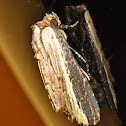 Moth