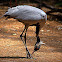 Demoiselle Crane