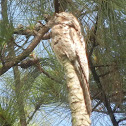 common potoo