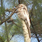 common potoo