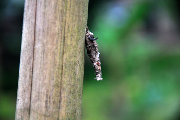Spotting Image 1