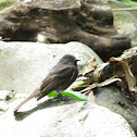 Black Phoebe