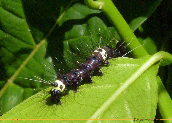 Spotting Image 1