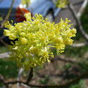 Sassafras