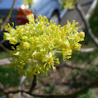 Sassafras