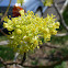 Sassafras