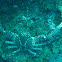 Channel Clinging Crab
