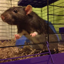 Fancy rat