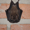 New World Leaf-Nosed Bat