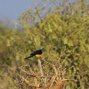Golden-breasted Starling