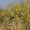 Golden-breasted Starling