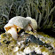 sea snails